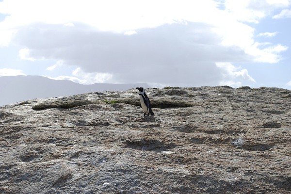 Boulders Beach